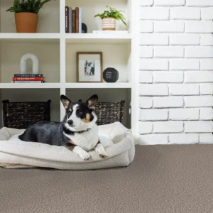Pet friendly flooring | CarpetsPlus COLORTILE